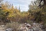 photo thumbnail #12