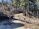 recent photo
