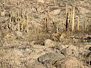 photo thumbnail #3