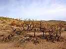 2020-12-17 :1: Black Mesa - Superstition Mountains :: kingsnake