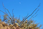 photo thumbnail #6