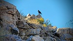 2020-12-22 :1: Sunrise Ringtail Jeep - Lost Dog :: tibber