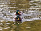 photo thumbnail #7