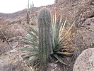 2020-12-24 :3: Caught in a Trap (Canyon) II :: DixieFlyer