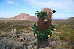 photo thumbnail #5
