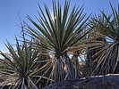 2021-01-02 :1: Table Top Trail :: rayhuston
