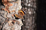 photo thumbnail #14