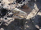 2021-01-11 :2: Skull Mesa Highpoint :: DixieFlyer