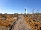 2021-01-14 :1: CCRP to New River Road - Maricopa Trail :: kingsnake