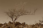 photo thumbnail #14