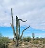 photo thumbnail #14
