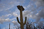 photo thumbnail #10
