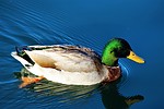 photo thumbnail #14