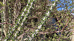 photo thumbnail #4
