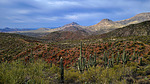 2021-02-13 :1: Skull Mesa - Mattys Fork Loop :: joebartels