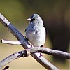 2021-02-14 :2: Big Loop - Chiricahua National Monument :: gummo