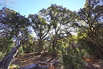 photo thumbnail #12