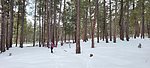 photo thumbnail #13