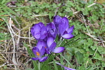 photo thumbnail #5