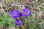 photo thumbnail #6