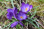 photo thumbnail #8