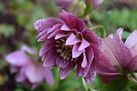 photo thumbnail #14