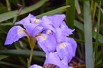 photo thumbnail #15