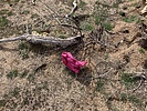 photo thumbnail #6