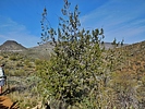2021-03-07 :3: Cottonwood Loop from Spur Cross :: LosDosSloFolks