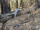 photo thumbnail #5