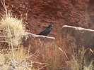 2021-03-07 :2: Hermit Trail - Grand Canyon :: DixieFlyer