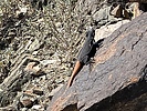 2021-03-09 :2: Bursera Canyon :: Walkingbambam