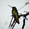 photo thumbnail #1
