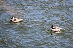 photo thumbnail #5