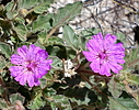 photo thumbnail #11