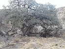 photo thumbnail #5