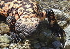 photo thumbnail #13