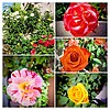 photo thumbnail #5