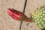 photo thumbnail #12