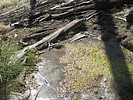 2021-04-03 :2: South Fork - Gold Ridge Loop :: DixieFlyer