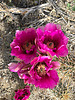 2021-04-05 :1: Wasson Peak :: markthurman53
