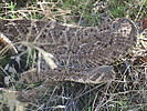 photo thumbnail #13