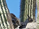 photo thumbnail #14