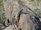 photo thumbnail #6