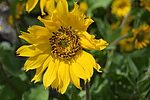 photo thumbnail #3