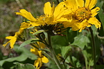 photo thumbnail #10