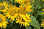 photo thumbnail #11
