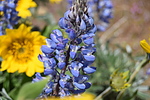 photo thumbnail #13
