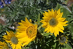 photo thumbnail #14