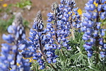 photo thumbnail #15